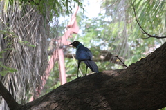 Lamprotornis caudatus