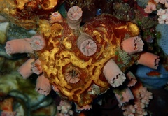 Cladopsammia gracilis