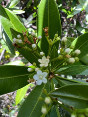 Rauvolfia
