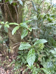 Maesa perlaria formosana