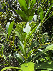 Rauvolfia