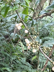 Maesa perlaria formosana