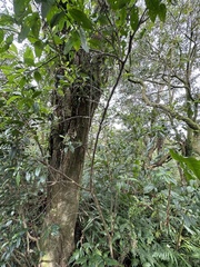 Maesa perlaria formosana