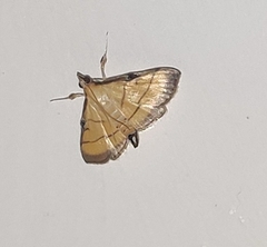 Cnaphalocrocis medinalis