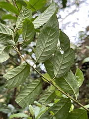 Maesa perlaria formosana