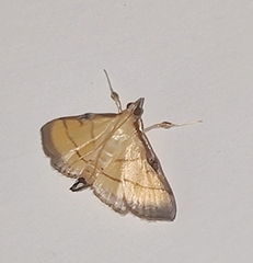 Cnaphalocrocis medinalis