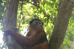 Piliocolobus badius temminckii