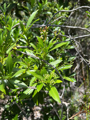 Rauvolfia