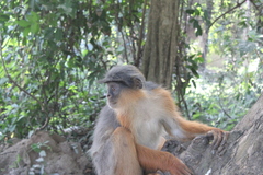 Piliocolobus badius temminckii
