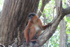 Piliocolobus badius temminckii