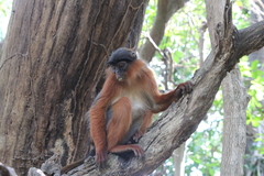 Piliocolobus badius temminckii