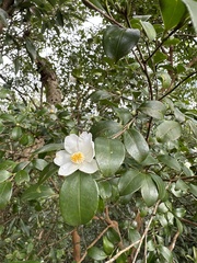 Camellia brevistyla