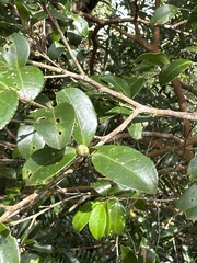 Camellia brevistyla