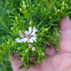 Olearia glutinosa