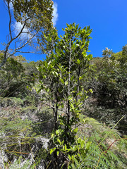 Montrouziera sphaeroidea