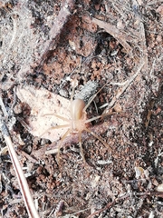 Loxosceles rufescens