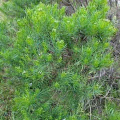 Olearia glutinosa