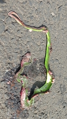 Trimeresurus albolabris
