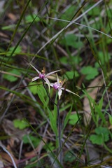 Caladenia versicolor