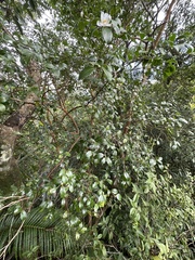 Camellia brevistyla