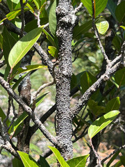 Montrouziera sphaeroidea