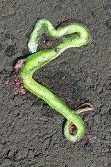 Trimeresurus albolabris