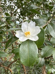 Camellia brevistyla
