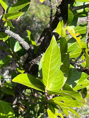 Montrouziera sphaeroidea