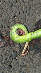 Trimeresurus albolabris