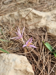 Colchicum stevenii