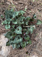 Cyclamen persicum