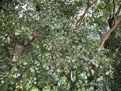 Camellia brevistyla