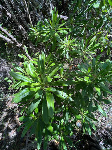 Scaevola balansae observed 2022-11-22
