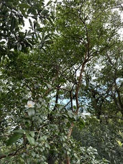 Camellia brevistyla