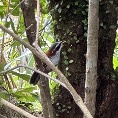 Pomatorhinus musicus