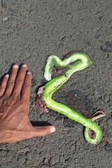Trimeresurus albolabris