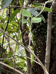 Pomatorhinus musicus