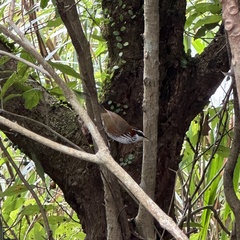 Pomatorhinus musicus