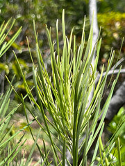 Grevillea macmillanii