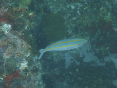 Pterocaesio digramma