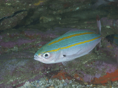 Pterocaesio digramma