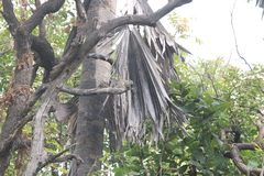 Heliosciurus gambianus