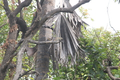 Heliosciurus gambianus