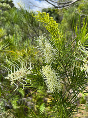 Grevillea macmillanii