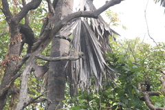 Heliosciurus gambianus