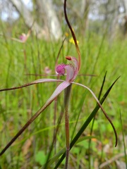 Caladenia versicolor