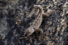 Pristurus