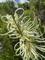 Grevillea macmillanii