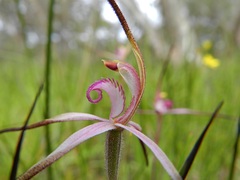 Caladenia versicolor