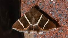 Grammodes justa